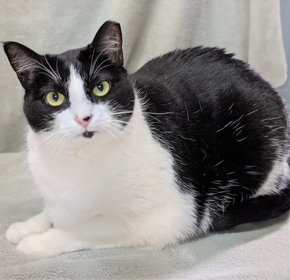 Pet of the week